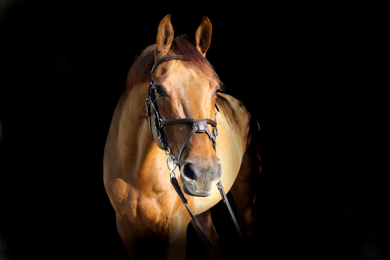 Equestrian Estates